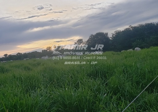 Fazenda/Sítios/Chácaras no bairro 210 hectares, em Buritis | Eu Corretor