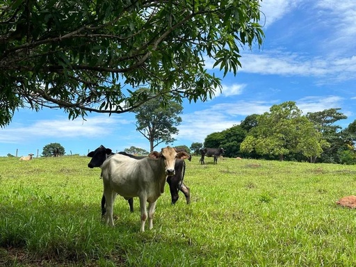 Casa de 5 quartos, no bairro Setor Central, em Goiânia | Eu Corretor