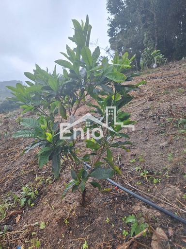 Fazenda/Sítios/Chácaras de 5000m² no bairro Centro perto, em Santa Teresa | Eu Corretor