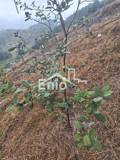 Fazenda/Sítios/Chácaras de 5000m² no bairro Centro perto, em Santa Teresa | Eu Corretor