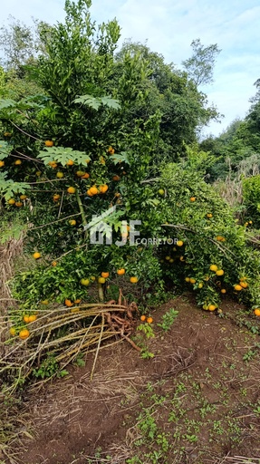 Chácara de 7000m² no bairro Macaco branco , em Portão | Eu Corretor