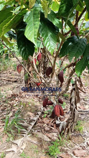 Fazenda/Sítios/Chácaras de 4 quartos, no bairro zona rural, em Valença | Eu Corretor