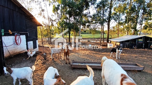 Chácara de 2 quartos, 40000m² no bairro Macaco Branco , em Portão | Eu Corretor