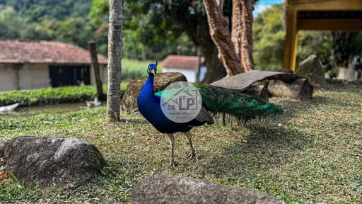 Fazenda/Sítios/Chácaras de 3 quartos, 150m² no bairro Penedo, em Itatiaia | Eu Corretor
