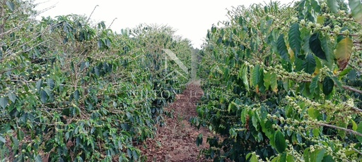 Fazenda/Sítios/Chácaras de 3 quartos, 24200m² no bairro Estância dos vieiras, em Jacutinga | Eu Corretor