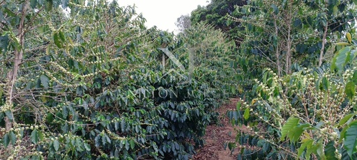 Fazenda/Sítios/Chácaras de 3 quartos, 24200m² no bairro Estância dos vieiras, em Jacutinga | Eu Corretor