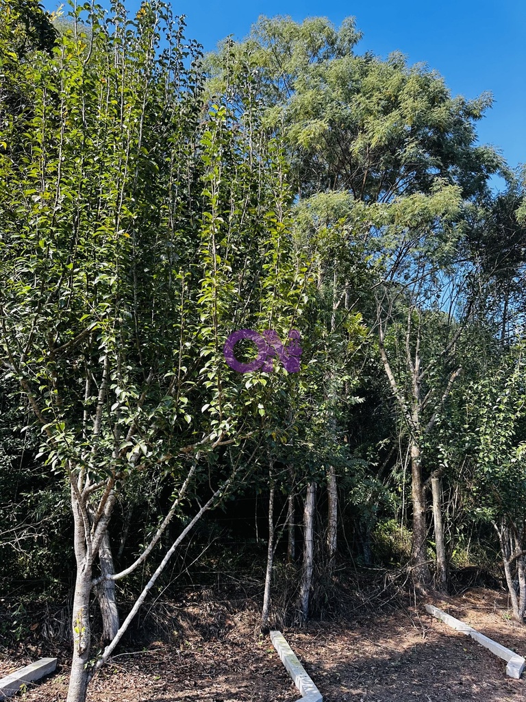 IMG_2003.jpeg