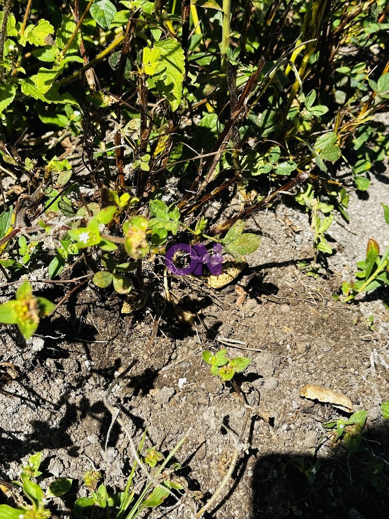 IMG_1965.jpeg