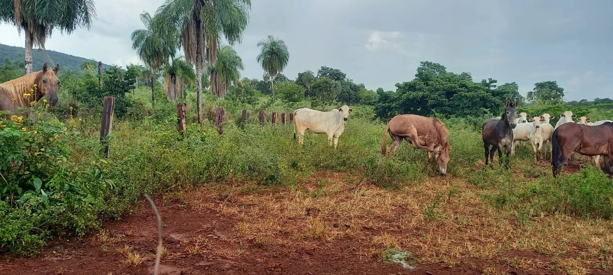 Fazenda/Sítios/Chácaras de 13648800m² no bairro Minaçu, em Minaçu | Eu Corretor