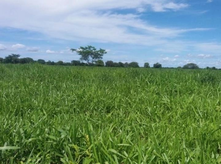Fazenda/Sítios/Chácaras de 68430000m² no bairro Nova Crixás, em Nova Crixás | Eu Corretor