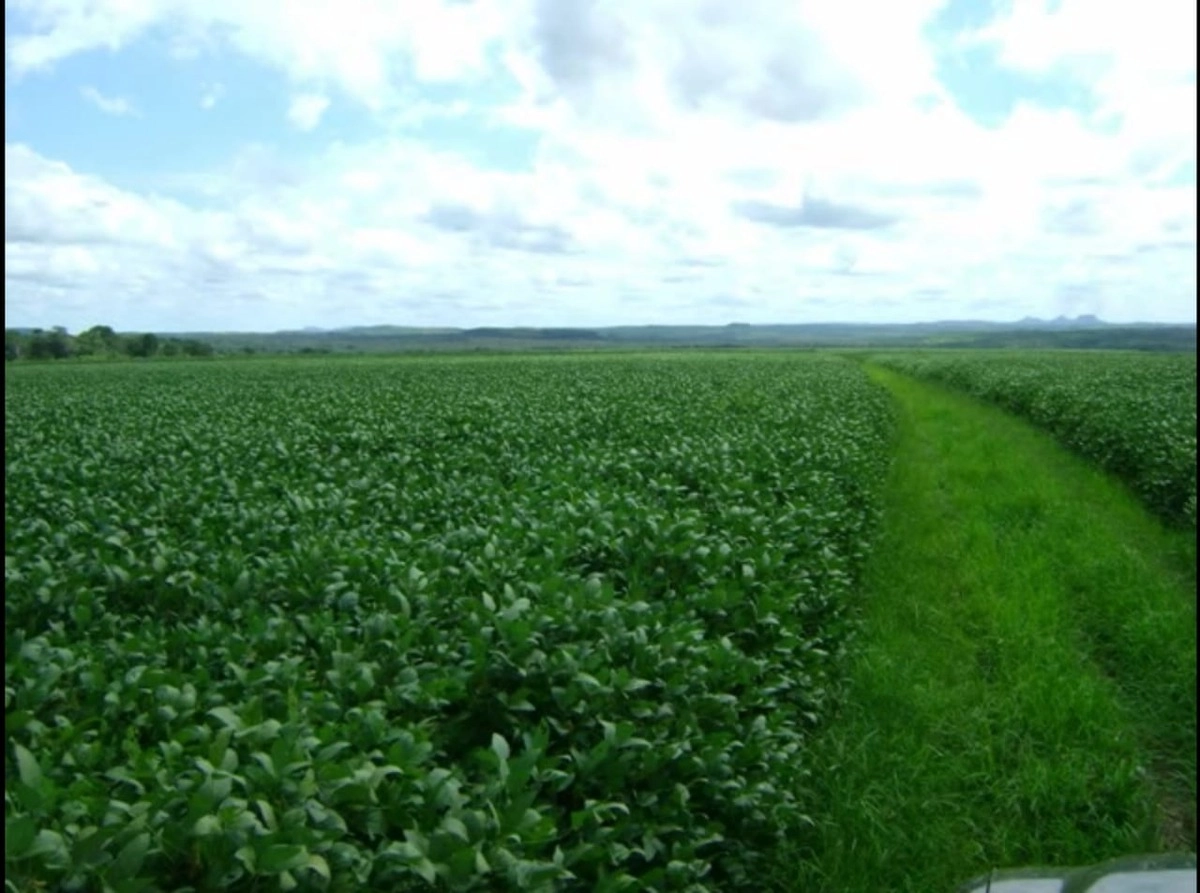 Fazenda/Sítios/Chácaras de 37890000m² no bairro Pedro Afonso, em Pedro Afonso | Eu Corretor