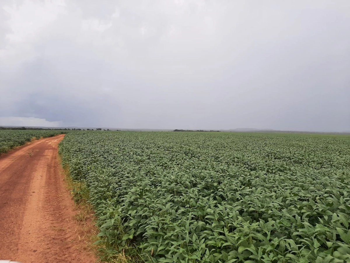 Fazenda/Sítios/Chácaras de 37890000m² no bairro Pedro Afonso, em Pedro Afonso | Eu Corretor