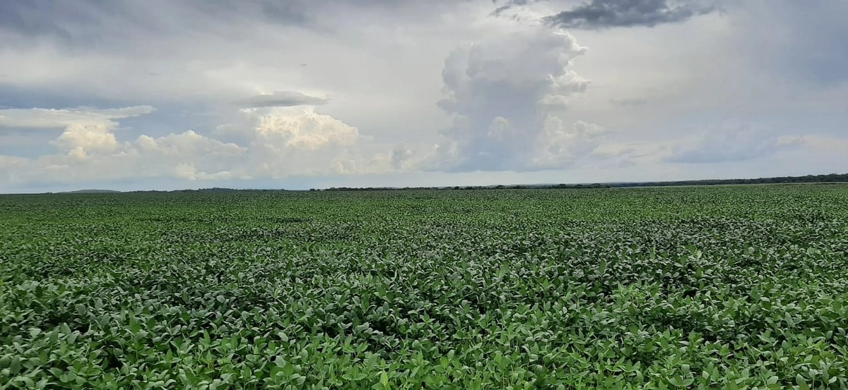 Fazenda/Sítios/Chácaras de 37890000m² no bairro Pedro Afonso, em Pedro Afonso | Eu Corretor
