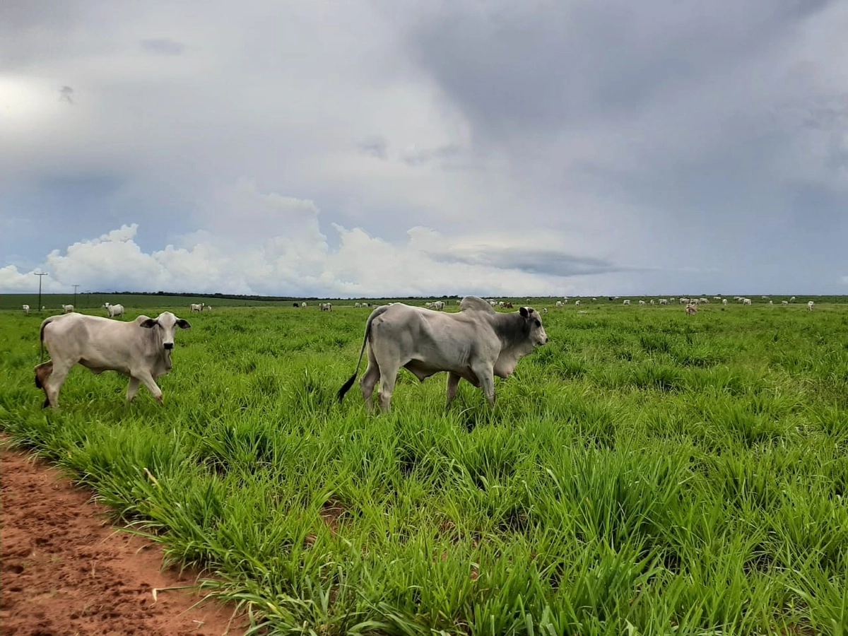 Fazenda/Sítios/Chácaras de 37890000m² no bairro Pedro Afonso, em Pedro Afonso | Eu Corretor