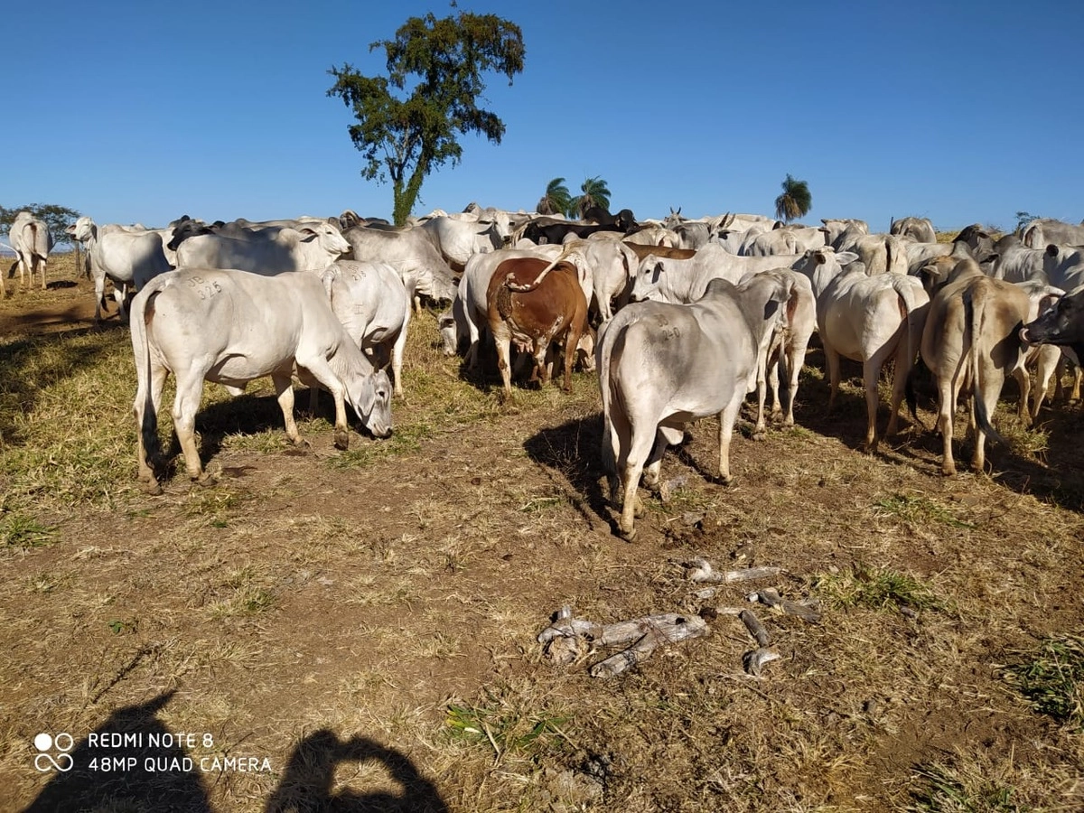 Fazenda/Sítios/Chácaras de 10357600m² no bairro Alvorada do Norte, em Alvorada do Norte | Eu Corretor
