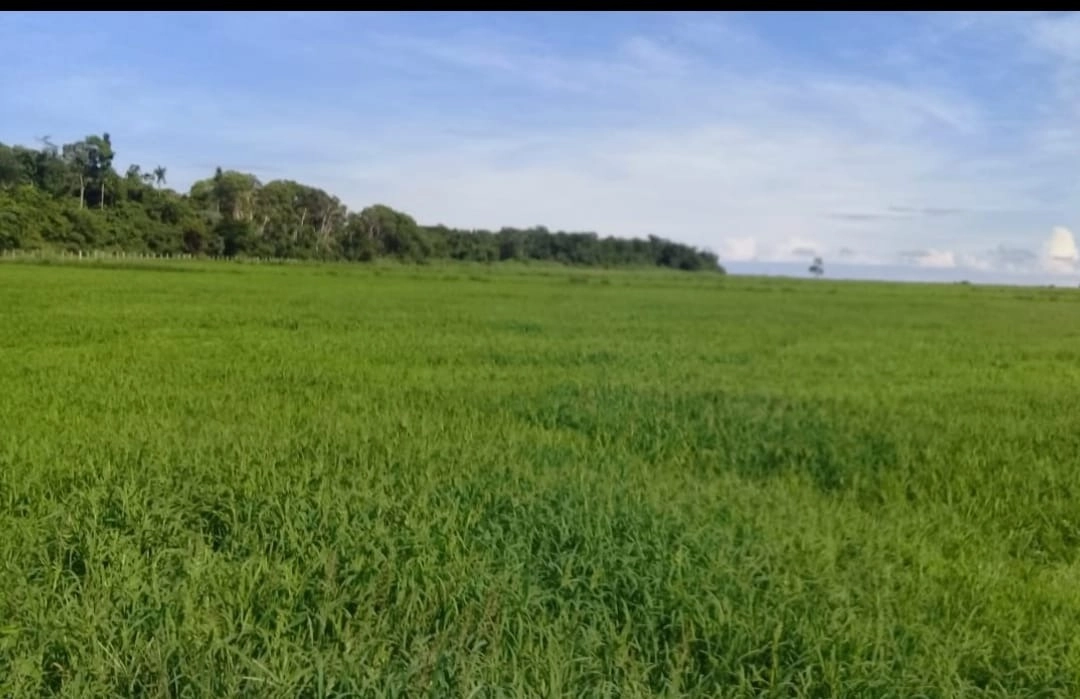 Fazenda/Sítios/Chácaras de 21630000m² no bairro Nova Crixás, em Nova Crixás | Eu Corretor