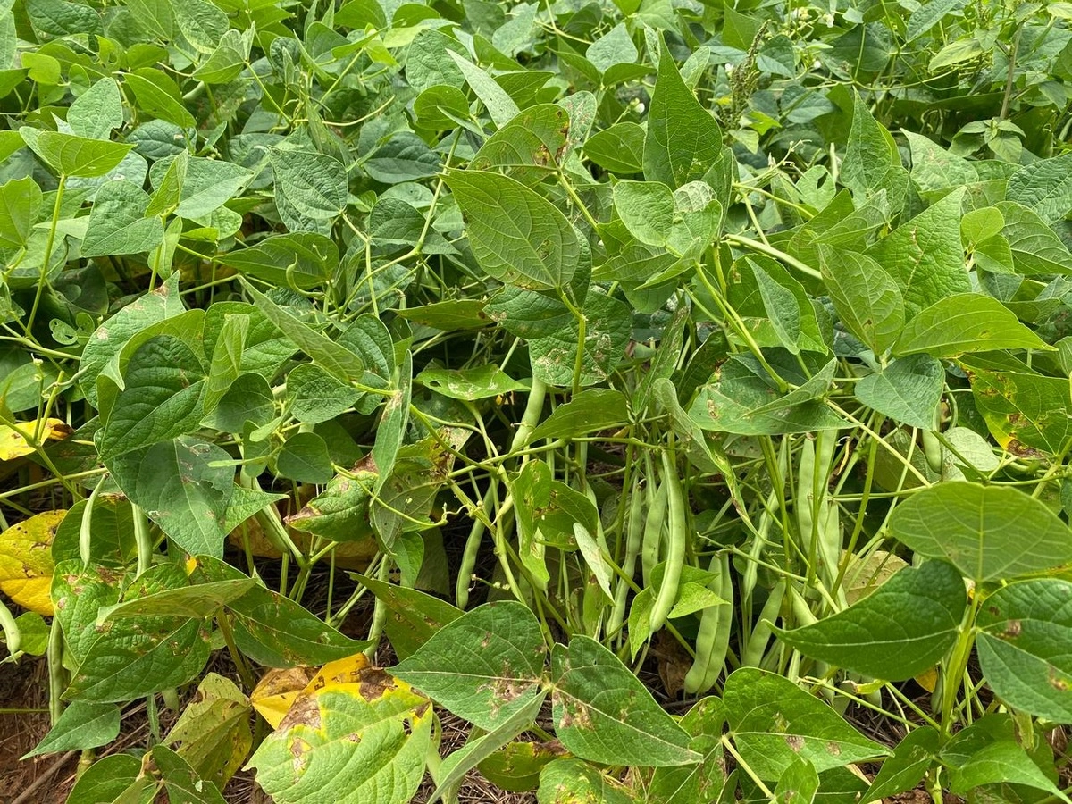 Fazenda/Sítios/Chácaras de 5010000m² no bairro Primavera, em Unaí | Eu Corretor