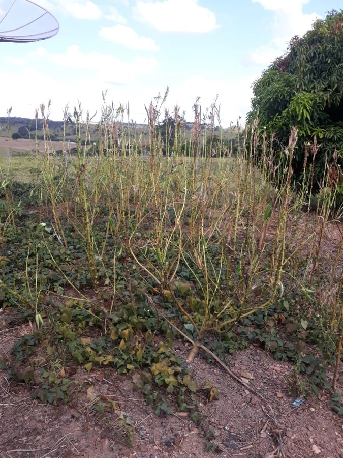 Fazenda/Sítios/Chácaras de 2230000m² no bairro Coromandel, em Coromandel | Eu Corretor