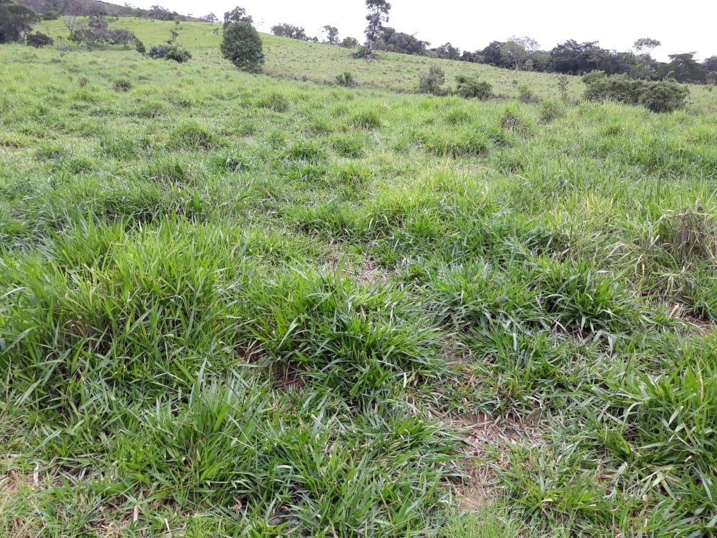 Chácara de 96000m² no bairro Alexânia, em Alexânia | Eu Corretor