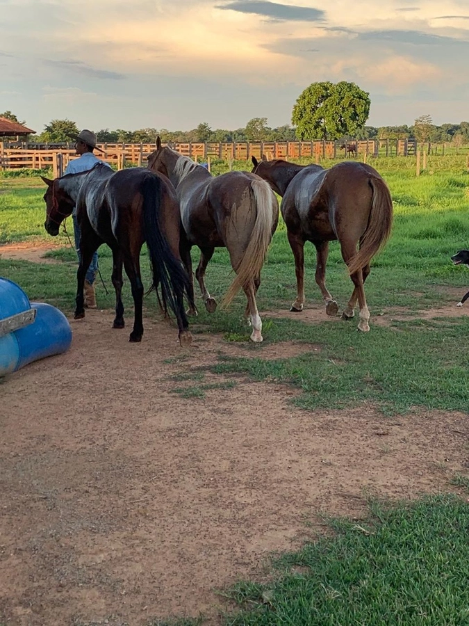 Fazenda/Sítios/Chácaras de 17036800m² no bairro Nova Crixás, em Nova Crixás | Eu Corretor