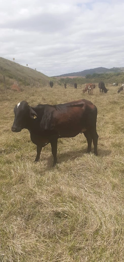 Fazenda/Sítios/Chácaras de 9438000m² no bairro Setor Oeste, em Planaltina | Eu Corretor