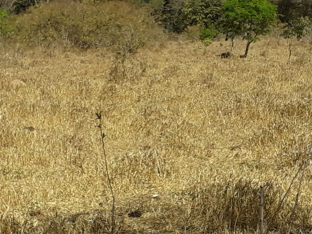 Fazenda/Sítios/Chácaras de 5120000m² no bairro Setor Leste, em Planaltina | Eu Corretor
