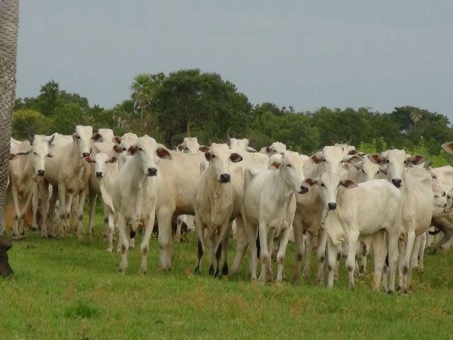 Fazenda/Sítios/Chácaras de 580800000m² no bairro Nova Cáceres, em Cáceres | Eu Corretor
