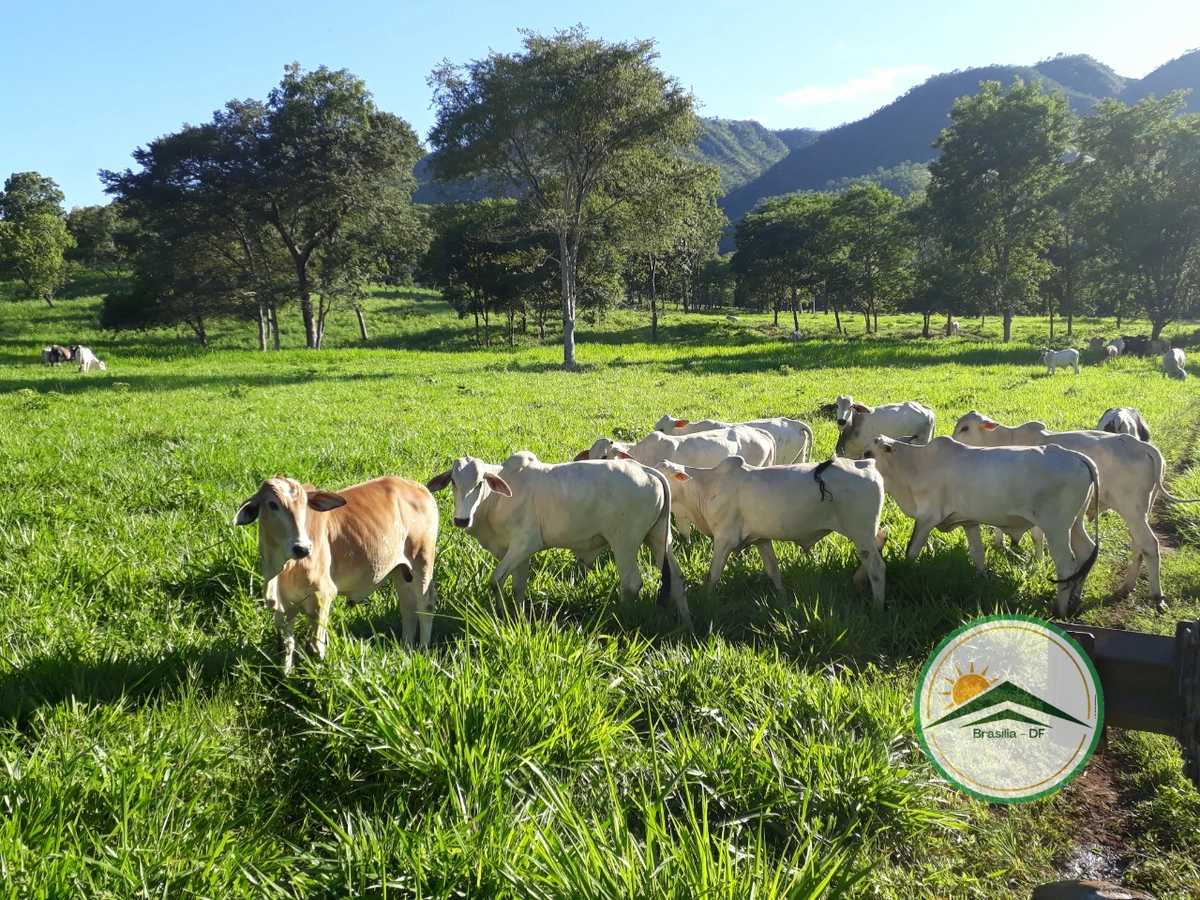 Fazenda/Sítios/Chácaras de 4840000m² no bairro Formosa, em Formosa | Eu Corretor