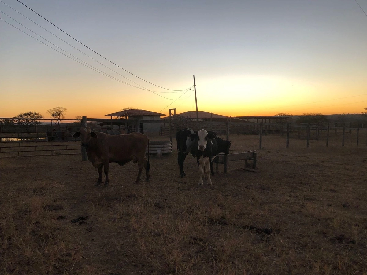 Fazenda/Sítios/Chácaras de 2030000m² no bairro Buritinópolis, em Buritinópolis | Eu Corretor