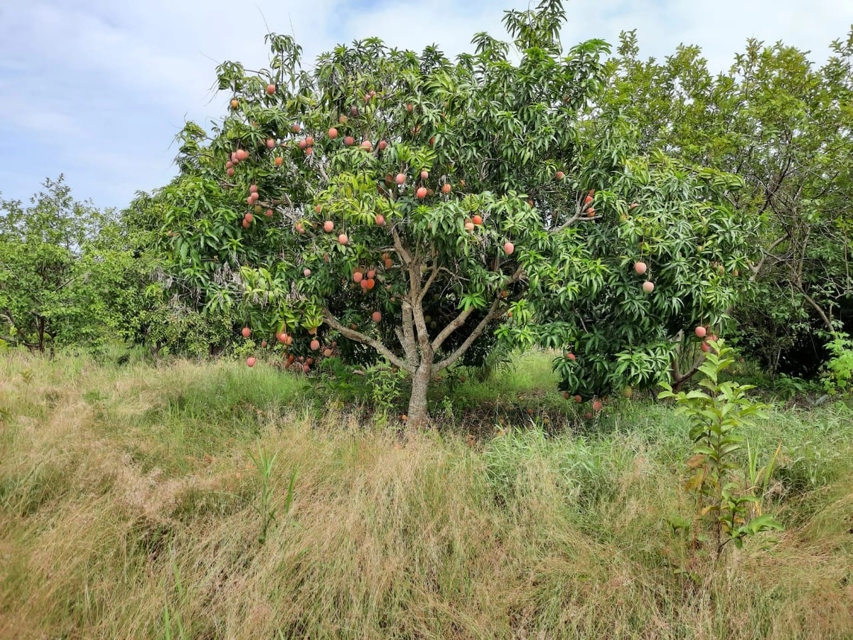 Fazenda/Sítios/Chácaras de 1403600m² no bairro Não informado, em Buritis | Eu Corretor
