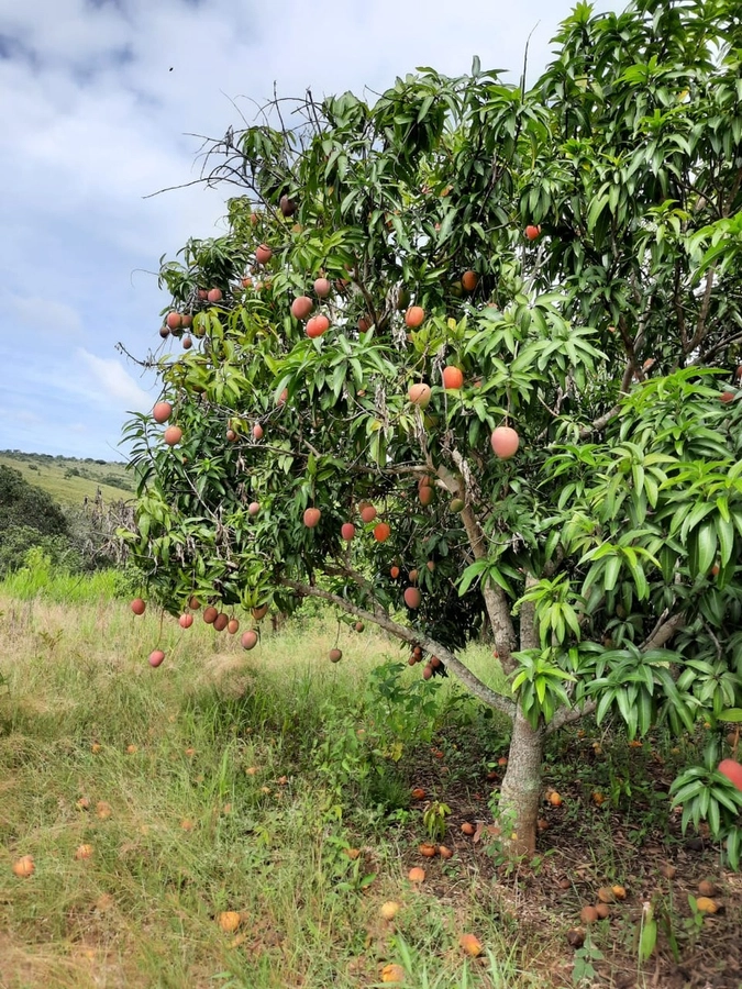 Fazenda/Sítios/Chácaras de 1403600m² no bairro Não informado, em Buritis | Eu Corretor