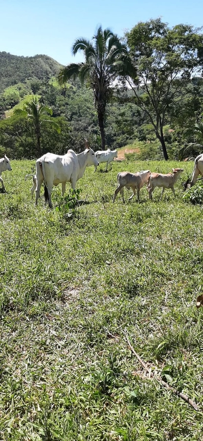 Fazenda/Sítios/Chácaras de 10160000m² no bairro Padre Bernardo, em Padre Bernardo | Eu Corretor