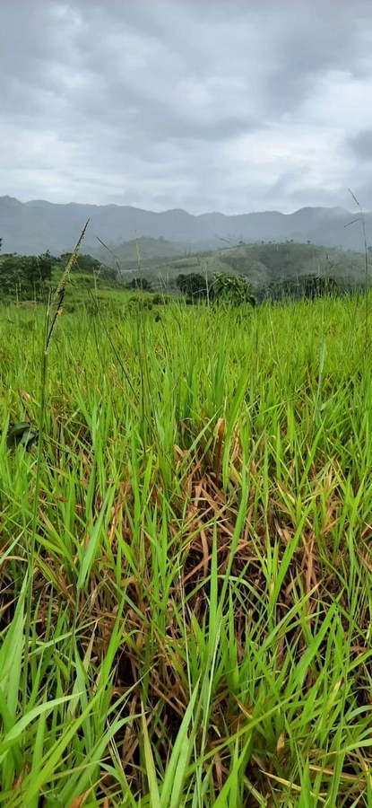 image_re_6770960.jpg