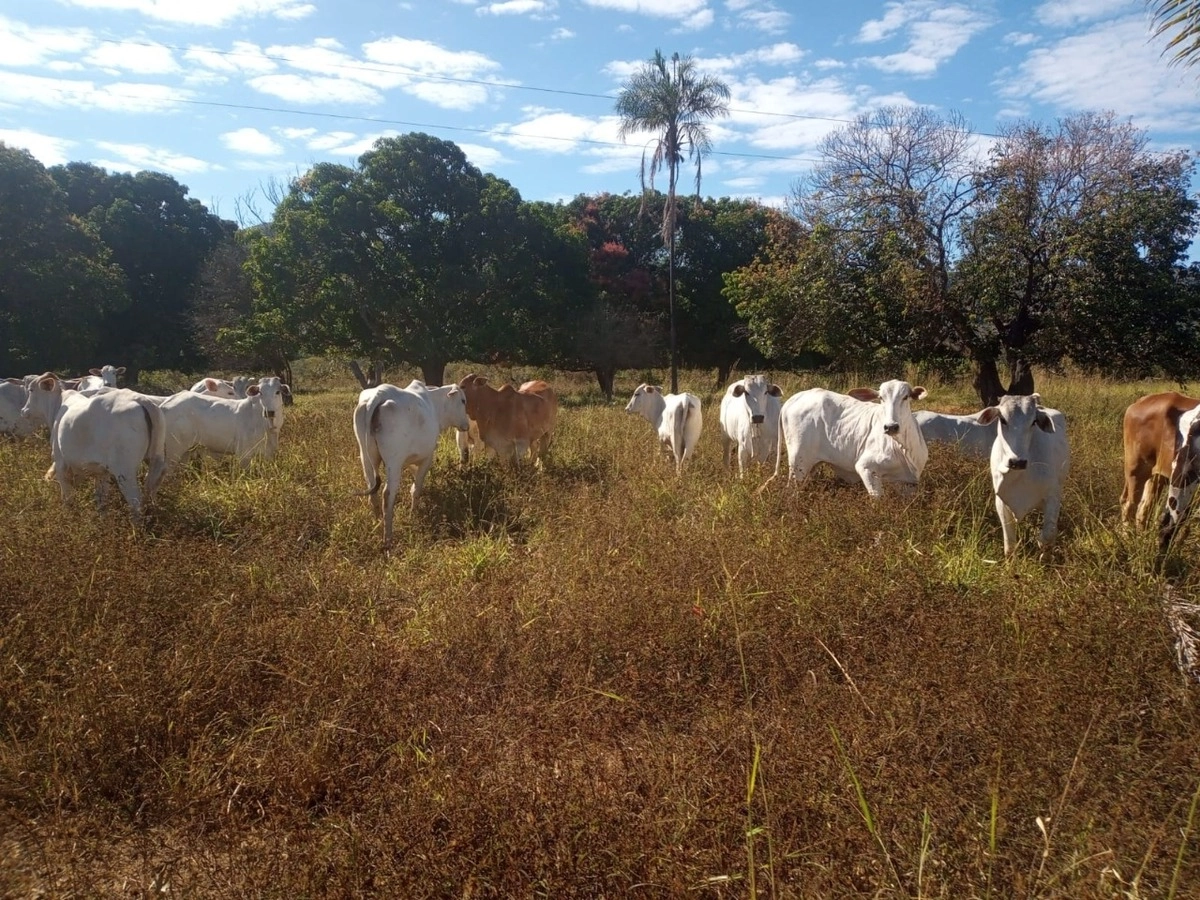 Fazenda/Sítios/Chácaras de 1640000m² no bairro Não informado, em Buritis | Eu Corretor