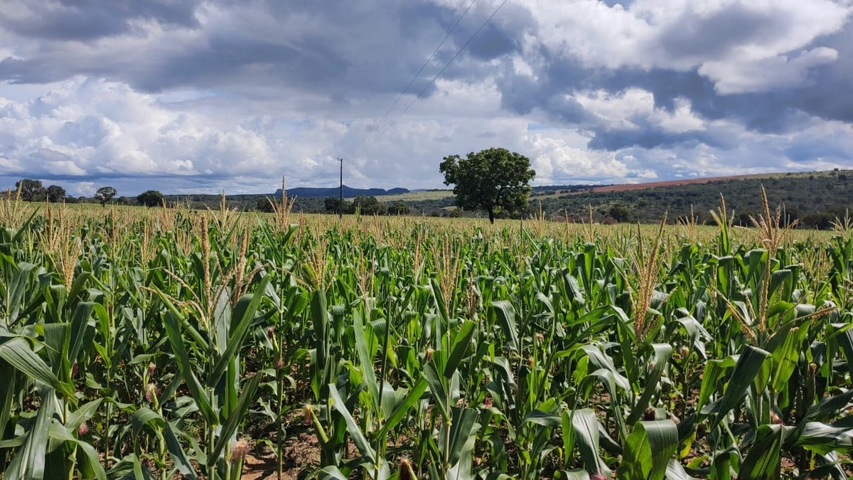 Fazenda/Sítios/Chácaras de 9200000m² no bairro Iporá, em Iporá | Eu Corretor