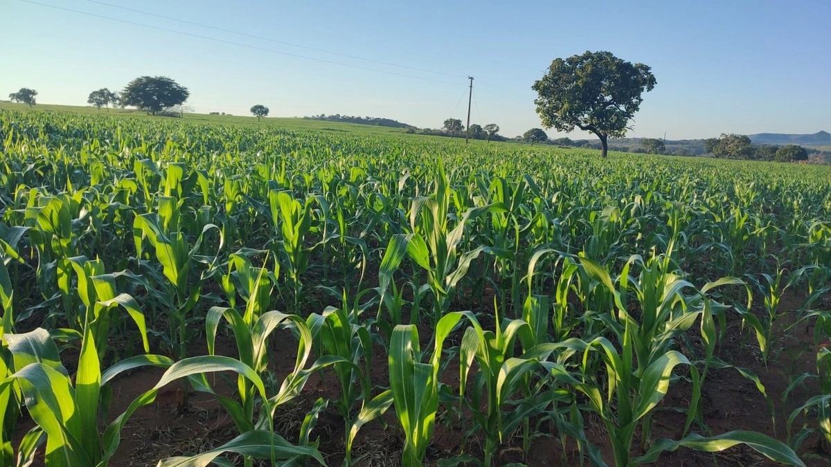 Fazenda/Sítios/Chácaras de 9200000m² no bairro Iporá, em Iporá | Eu Corretor