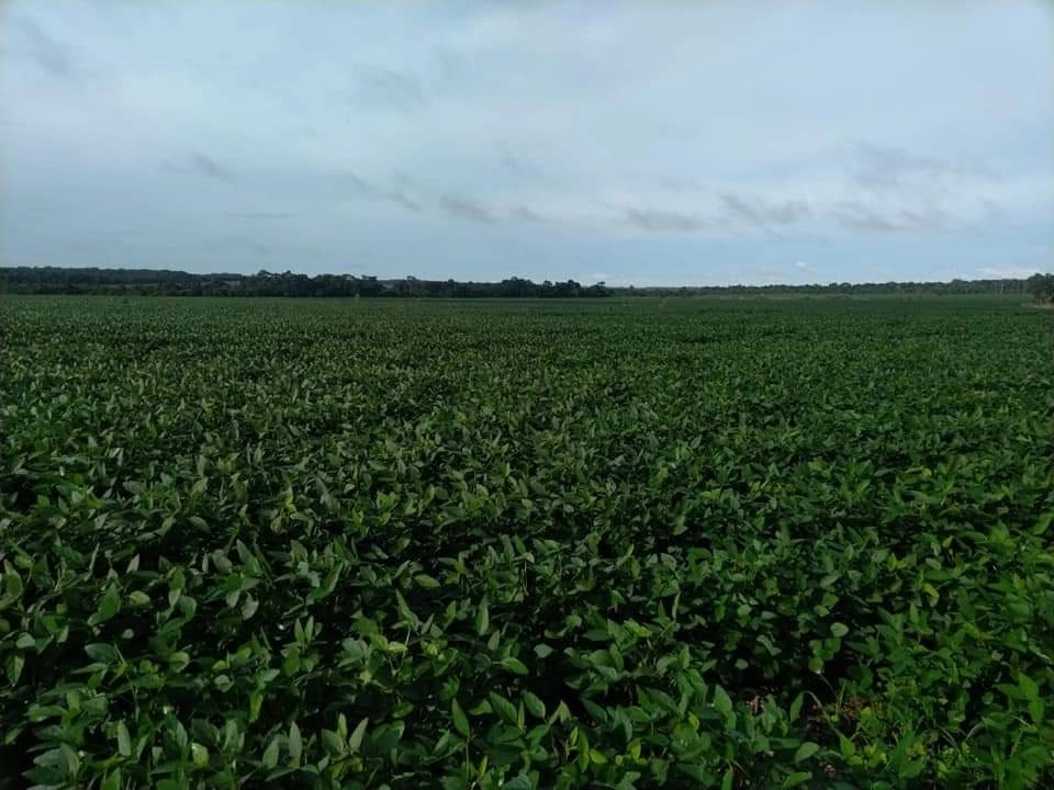 Fazenda/Sítios/Chácaras de 47390000m² no bairro Caseara, em Caseara | Eu Corretor