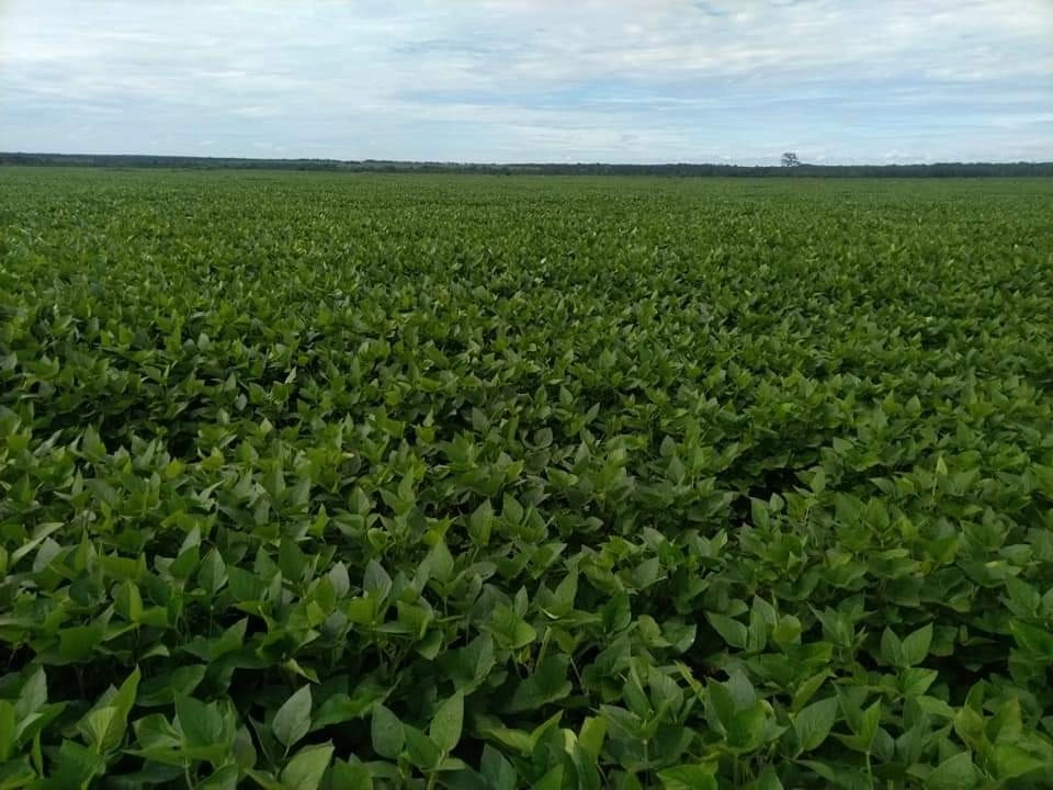 Fazenda/Sítios/Chácaras de 47390000m² no bairro Caseara, em Caseara | Eu Corretor