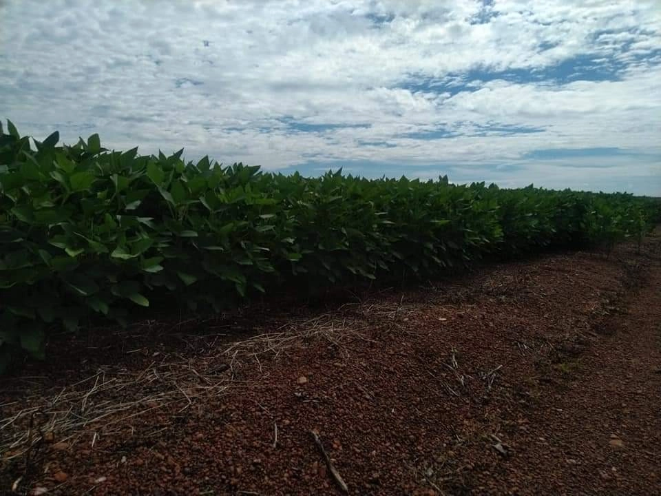 Fazenda/Sítios/Chácaras de 47390000m² no bairro Caseara, em Caseara | Eu Corretor