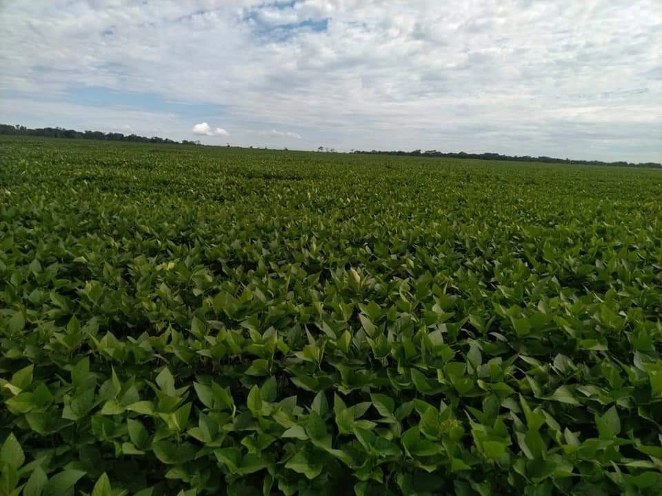 Fazenda/Sítios/Chácaras de 47390000m² no bairro Caseara, em Caseara | Eu Corretor