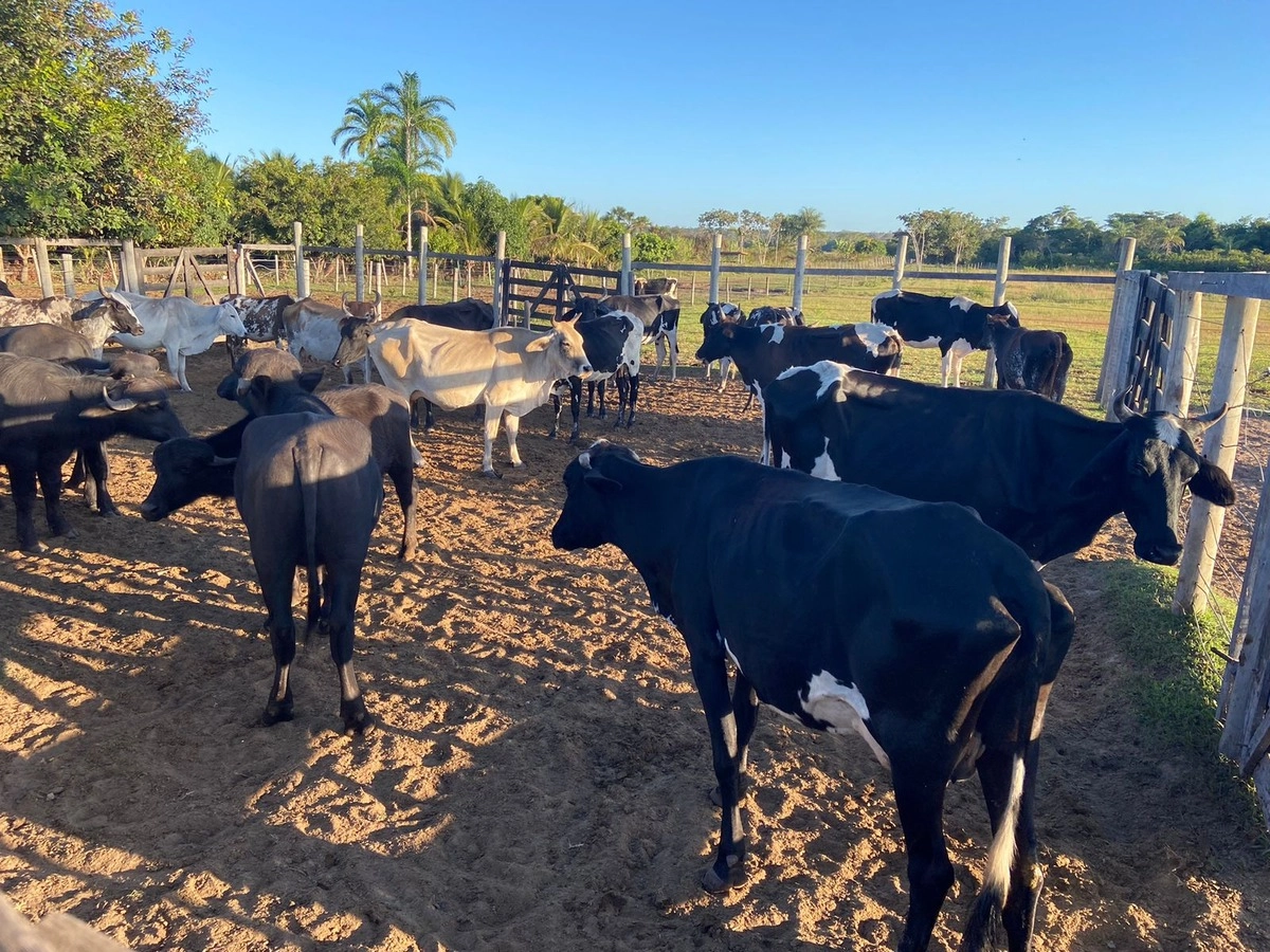 Fazenda/Sítios/Chácaras de 10160000m² no bairro Chapada Gaúcha, em Chapada Gaúcha | Eu Corretor