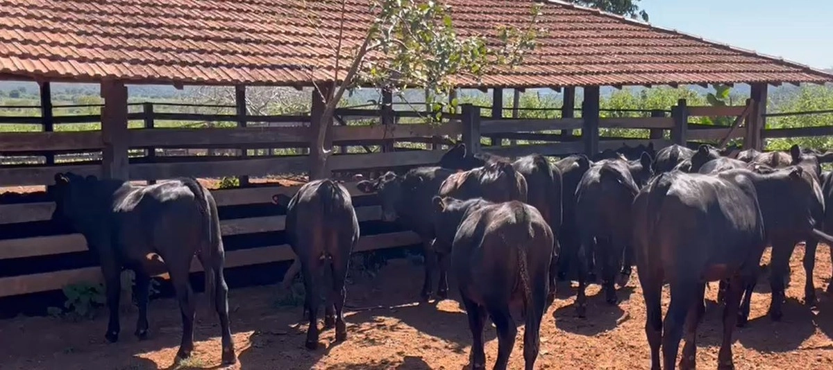 Fazenda/Sítios/Chácaras de 13000000m² no bairro Nova Roma, em Nova Roma | Eu Corretor
