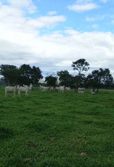 Fazenda/Sítios/Chácaras de 15004000m² no bairro Setor Central, em Catalão | Eu Corretor