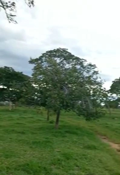 Fazenda/Sítios/Chácaras de 15004000m² no bairro Setor Central, em Catalão | Eu Corretor