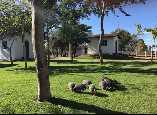 Fazenda/Sítios/Chácaras de 310000m² no bairro Não informado, em Riachinho | Eu Corretor