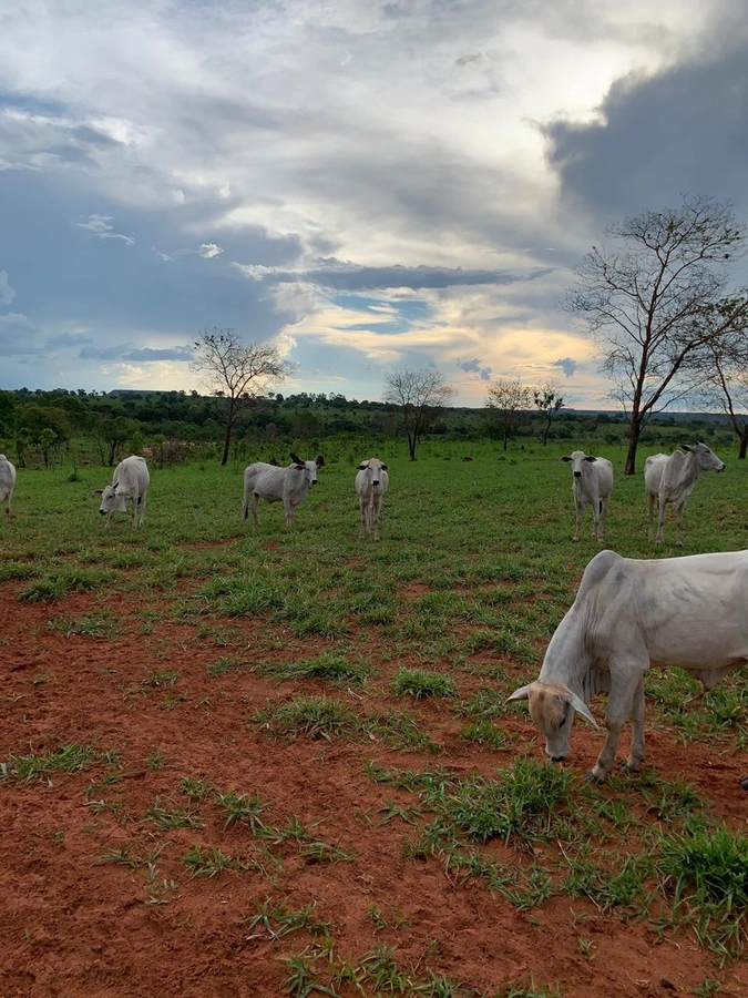 Fazenda/Sítios/Chácaras de 9340000m² no bairro Centro, em Guiratinga | Eu Corretor
