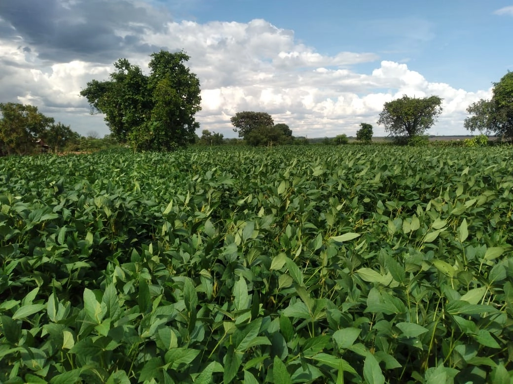 Fazenda/Sítios/Chácaras de 6530000m² no bairro Ponte Alta do Tocantins, em Ponte Alta do Tocantins | Eu Corretor