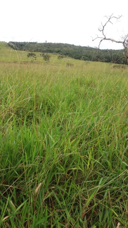 Fazenda/Sítios/Chácaras de 815000m² no bairro Primavera, em Unaí | Eu Corretor