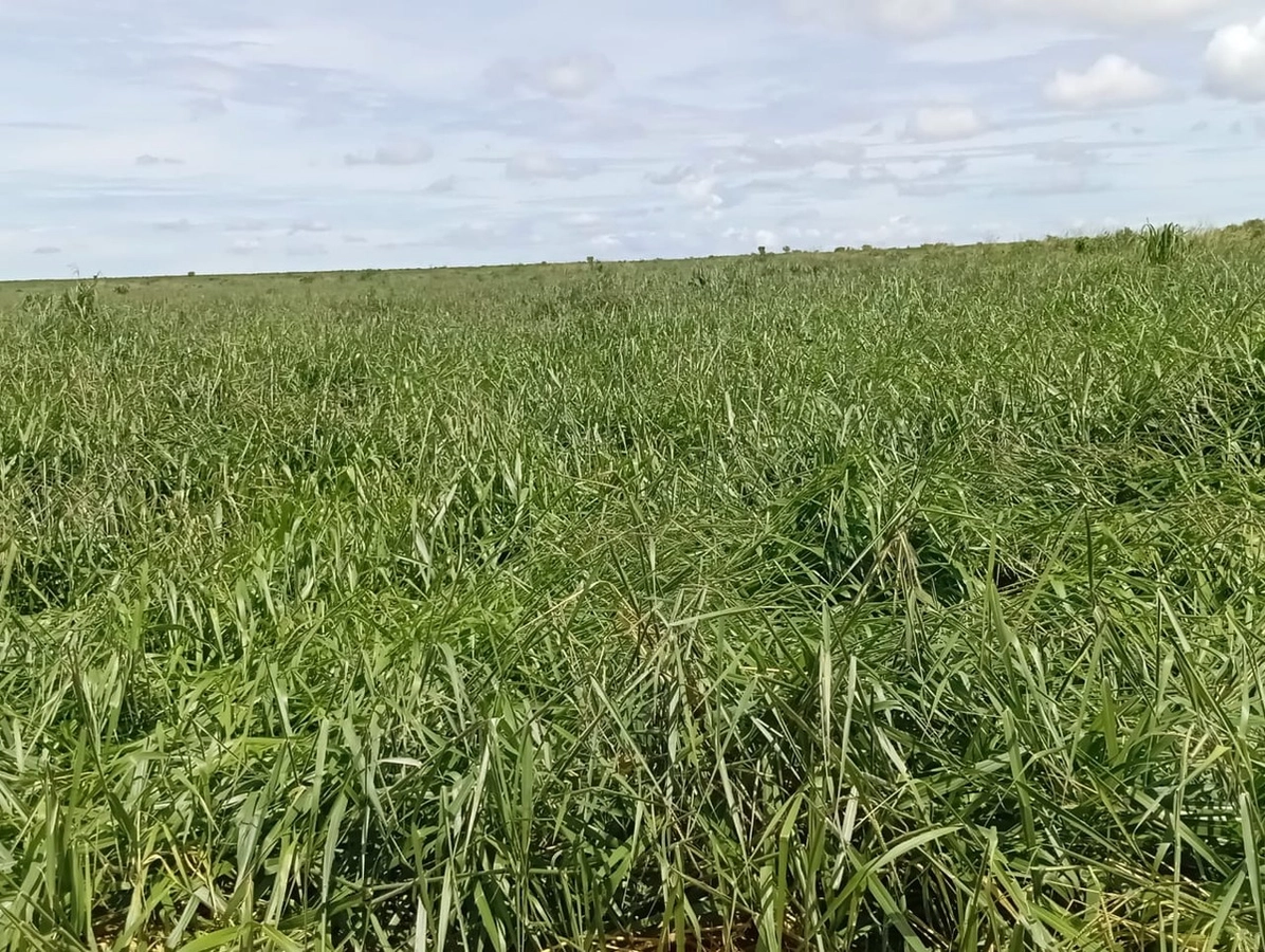 Fazenda/Sítios/Chácaras no bairro 1.082 ha, em Chapada Gaúcha | Eu Corretor