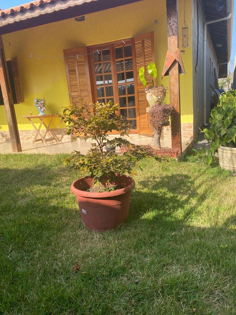49738.jpg